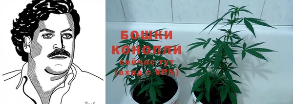 прущие грибы Нягань